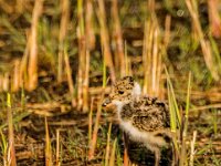 Vanellus vanellus 168, Kievit, chicken, Saxifraga-Theo Verstrael