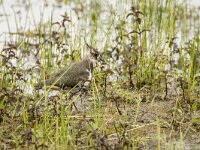 Vanellus vanellus 175, Kievit, juvenile, Saxifraga-Theo Verstrael