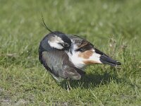 Vanellus vanellus 19, Kievit, Saxifraga-Piet Munsterman