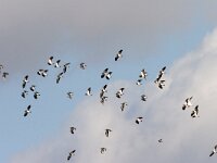 Vanellus vanellus  kieviten op trek : Vanellus vanellus