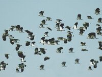 Vanellus vanellus 28, Kievit, Saxifraga-Piet Munsterman