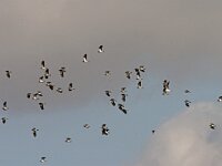 Vanellus vanellus  kieviten op trek : Vanellus vanellus