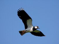 Vanellus vanellus 31, Kievit, Saxifraga-Piet Munsterman