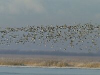 Vanellus vanellus 34, Kievit, Saxifraga-Piet Munsterman