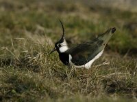 Vanellus vanellus 5, Kievit, display, Saxifraga-Piet Munsterman