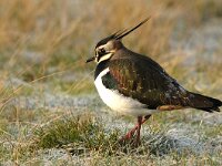 Vanellus vanellus 50, Kievit, Saxifraga-Piet Munsterman