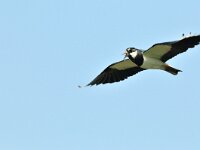 Vanellus vanellus 56, Kievit, Saxifraga-Piet Munsterman