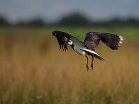 Kievits eieren zoeken  Ieder voorjaar barst de discussie over Kievits eieren zoeken in Friesland weer los : aaisykerskaart, aaisykje, beschermd, biotoop, dier, ei, eieren, fauna, friesland, gras, kievit, natuur, natuurbeheer, natuurbeleid, traditie, vleugel, vlieg, vliegen, vogel, vogels, weidevogel, weiland, zoeken