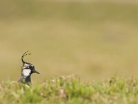 Vanellus vanellus 62, Kievit, Saxifraga-Rik Kruit