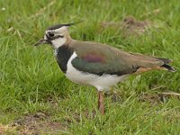 Vanellus vanellus 69, Kievit, Saxifraga-Jan Nijendijk