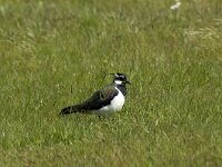 Vanellus vanellus 7, Kievit, Saxifraga-Marijke Verhagen