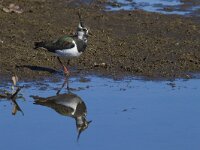Vanellus vanellus 83, Kievit, Saxifraga-Jan Nijendijk