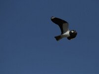 Vanellus vanellus 85, Kievit, Saxifraga-Dirk Hilbers