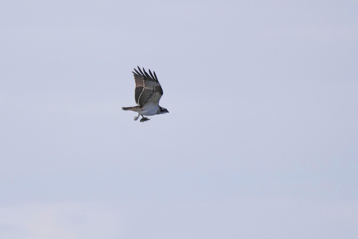 Pandion haliaetus, Osprey