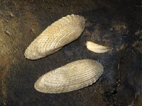 Barnea candida 2, Witte boormossel, Saxifraga-Foto Fitis-Sytske Dijksen