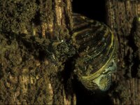 Dreissena polymorpha, Zebra Mussel