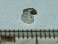 Kelli suborbulbularis