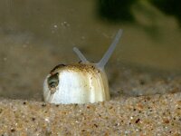 Limecola balthica 3, Nonnetje, Saxifraga-Foto Fitis-Sytske Dijksen