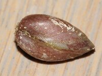 Modiolarca subpicta 2, Gemarmerde streepschelp, Saxifraga-Foto Fitis-Sytske Dijksen