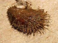 Modiolula phasealina