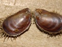 Modiolula phasealina 2, Kleine paardenmossel, Saxifraga-Foto Fitis-Sytske Dijksen