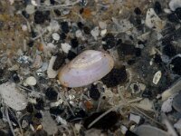 Montacuta ferruginosa