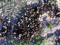 Mytilus edulis 27, Mossel, Saxifraga-Peter Meininger