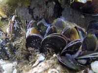Mytilus edulis 38, Mossel, Saxifraga-Tom Heijnen