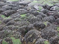 Mytilus edulis 39, Mossel, Saxifraga-Foto Fitis-Sytske Dijksen