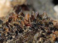 Mytilus edulis 41, Mossel, Saxifraga-Foto Fitis-Sytske Dijksen