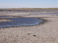 Mytilus edulis 44, Mossel, Saxifraga-Foto Fitis-Sytske Dijksen