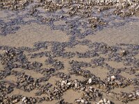 Mytilus edulis 45, Mossel, Saxifraga-Foto Fitis-Sytske Dijksen