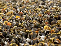 Mytilus edulis 46, Mossel, juv, Saxifraga-Foto Fitis-Sytske Dijksen