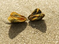 Mytilus edulis 47, Mossel, Saxifraga-Foto Fitis-Sytske Dijksen