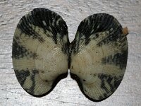 Ruditapes philippinarum