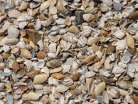 Ruditapes philippinarum 4, Filipijnse tapijtschelp, Saxifraga-Jan van der Straaten