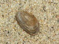 Saxicavella jeffreysi