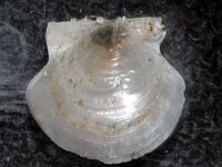 Similipecten similis