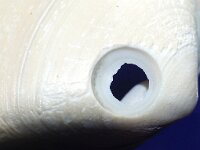 Spisula solida 1, Stevige strandschelp, Saxifraga-Foto Fitis-Sytske Dijksen