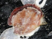 Striostrea denticularis