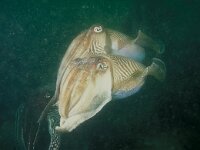 Sepia officinalis 19, Zeekat, Saxifraga-Eric Gibcus