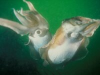 Sepia officinalis 20, Zeekat, Saxifraga-Eric Gibcus