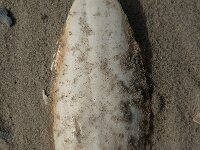 Sepia officinalis 41, Zeekat, Saxifraga-Jan van der Straaten