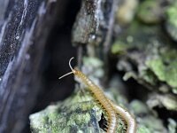 Stigmatogaster subterranea