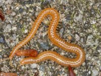 Stigmatogaster subterranea 3, Grote aardkruiper, Saxifraga-Luc Hoogenstein : Lunetten