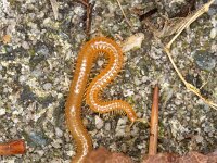 Stigmatogaster subterranea 4, Grote aardkruiper, Saxifraga-Luc Hoogenstein : Lunetten