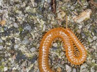 Stigmatogaster subterranea 5, Grote aardkruiper, Saxifraga-Luc Hoogenstein : Lunetten