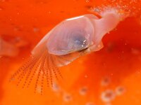 Dosima fascicularis 2, Geplooide eendenmossel, Saxifraga-Foto Fitis-Sytske Dijksen