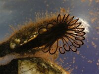 Lepas anatifera 6, Grote eendenmossel, Saxifraga-Foto Fitis-Sytske Dijksen