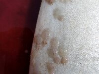 Penella filosa 2, Maanvisnijntje, Saxifraga-Foto Fitis-Sytske Dijksen